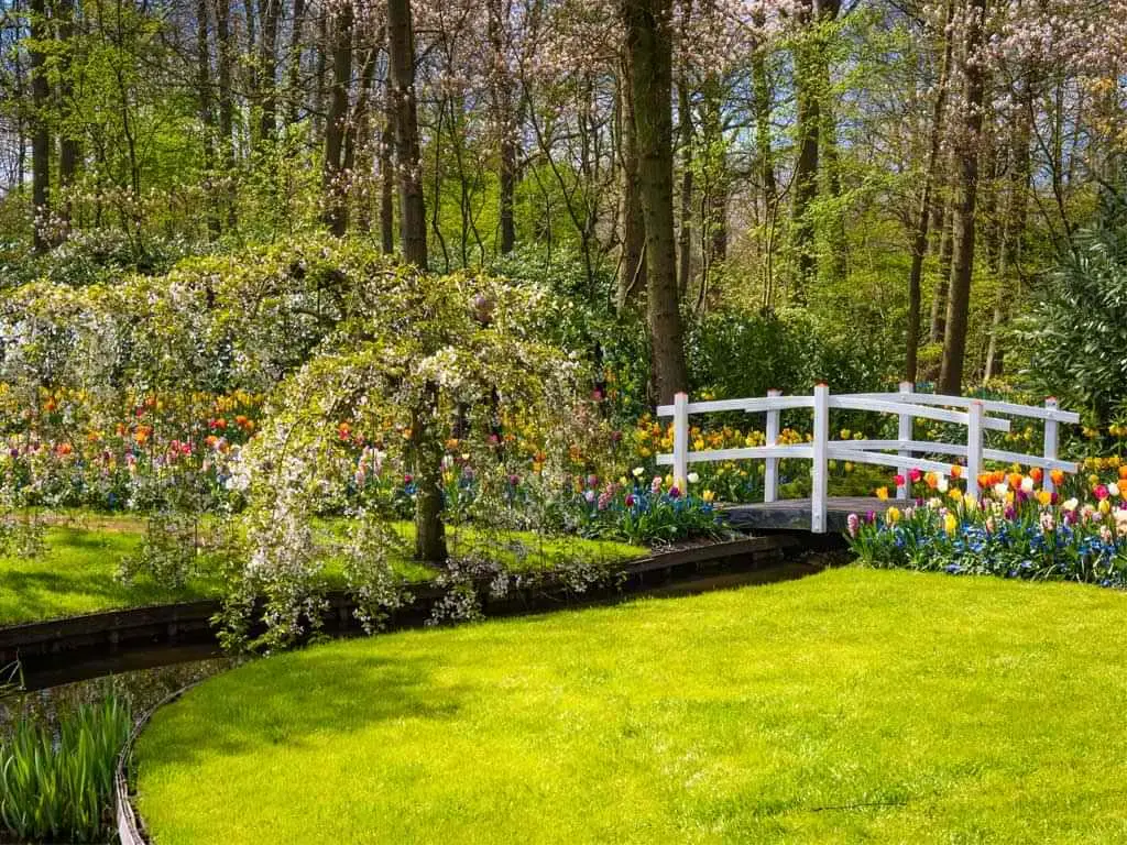 A peaceful garden setting with a white wooden bridge crossing a small stream. A flowering tree provides shade while colorful tulips line the banks of the stream